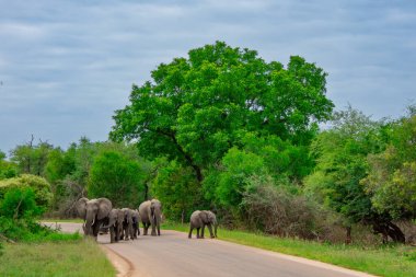 Güney Afrika 'daki doğal ortamında güzel vahşi filler
