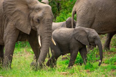 Güney Afrika 'daki doğal ortamında güzel vahşi filler