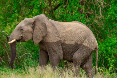 Güzel vahşi fil Güney Afrika 'daki doğal ortamında