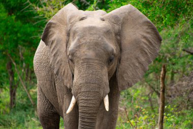 Güzel vahşi fil Güney Afrika 'daki doğal ortamında