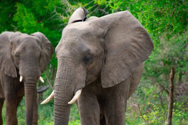 Güney Afrika 'daki doğal ortamında güzel vahşi filler