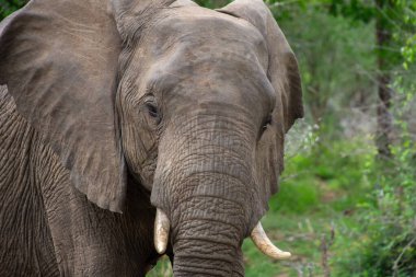 Güzel vahşi fil Güney Afrika 'daki doğal ortamında