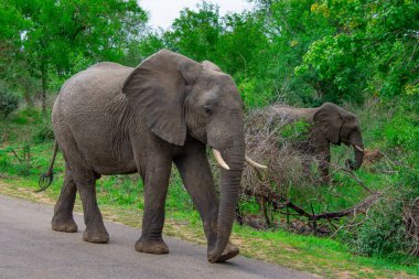 Güney Afrika 'daki doğal ortamında güzel vahşi filler