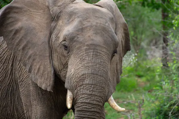 Güzel vahşi fil Güney Afrika 'daki doğal ortamında