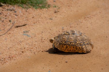 Kum yolundaki bir kaplumbağaya yaklaş