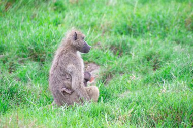 Kruger Park, Güney Afrika 'da vahşi babunlar.