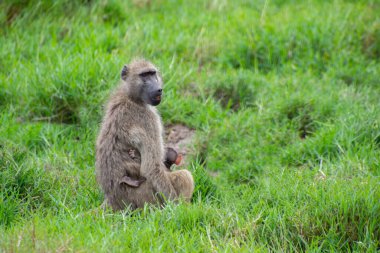 Kruger Park, Güney Afrika 'da vahşi babunlar.