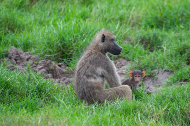 Kruger Park, Güney Afrika 'da vahşi babunlar.