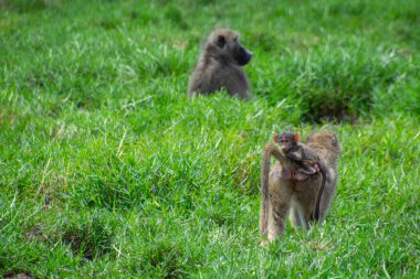 wild baboons in kruger park, south africa clipart