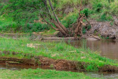 Güney Afrika 'da savandan akan küçük kuru bir nehir.