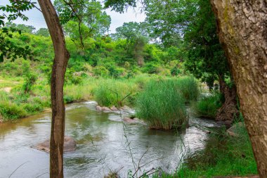 Güney Afrika 'da savandan akan küçük kuru bir nehir.