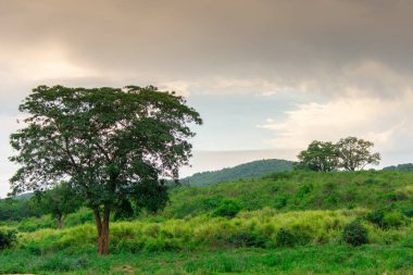 Güney Afrika 'da savandan akan küçük kuru bir nehir.