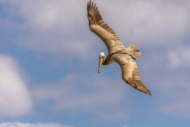 Pelikan Atlantik üzerinde Dominik Cumhuriyeti 'nde Punta Cana' da bir plaja yakın uçuyor.