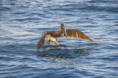 Pelikanlar güneş doğarken Atlantik Okyanusu 'nun üzerinde Dominik Cumhuriyeti' nde Punta Cana 'da bir plajın yakınında uçuyorlar.