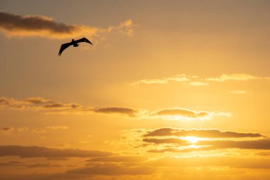 Gündoğumunda gökyüzünde uçan pelikanlar 