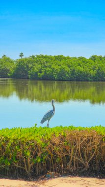 mavi balıkçıl (ardea herodea) suyun yanında