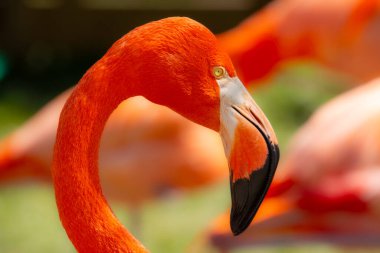 Parkta pembe flamingolar 