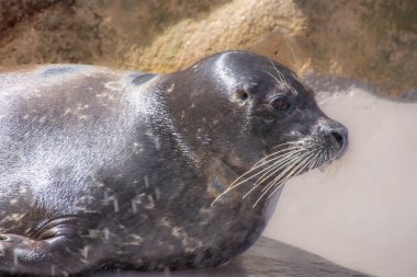 Hayvanat bahçesinde büyük bir deniz foku.