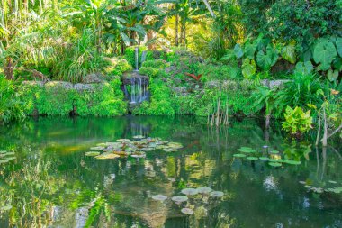 Çayırın ortasında yeşil çimenli, tropikal ağaçlar ve göl olan egzotik bir park. 