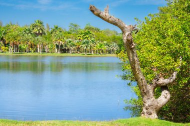 Florida parkındaki gölde palmiye ağaçları