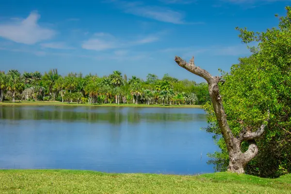 Yazın göl ve tropikal orman