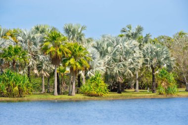 Çayırın ortasında yeşil çimenli, palmiye ağaçları ve gölü olan güzel bir tropikal park. 