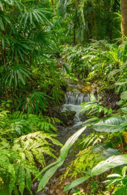 palmiye ağaçları yeşil tropikal Bahçe 