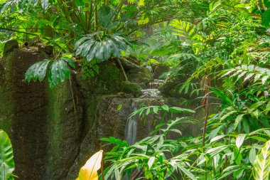 palmiye ağaçları yeşil tropikal Bahçe 