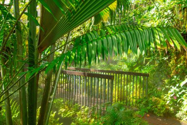 palmiye ağaçları yeşil tropikal Bahçe 