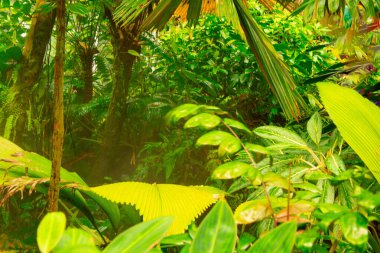 Tropikal ağaçları olan manzaralı bir park, cennet bahçesi. 