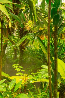 Tropikal ağaçları olan manzaralı bir park, cennet bahçesi. 