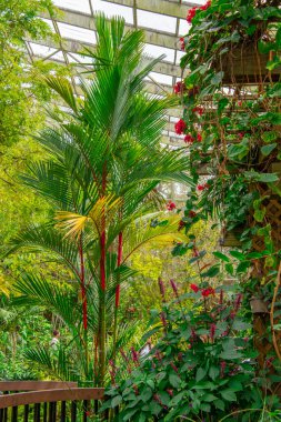 Güzel botanik fotoğrafı, doğal duvar kağıdı.