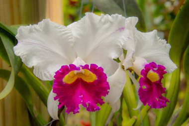 Evin arka planında orkide çiçekleri.