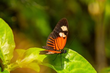 Yaprağın üzerinde güneşlenen güzel kelebek