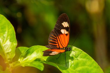 Yaprağın üzerinde güneşlenen güzel kelebek