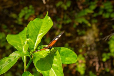 Yaprağın üzerinde güneşlenen güzel kelebek