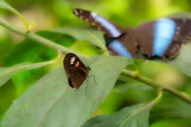 Yaprağın üzerinde güneşlenen güzel kelebekler.