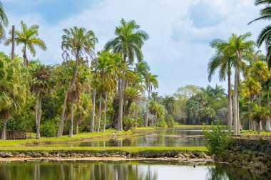 Parktaki palmiye ağaçları.