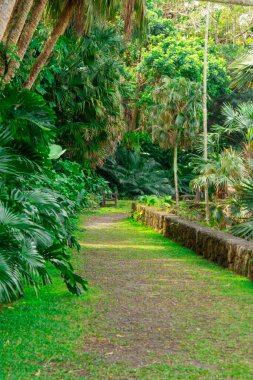 Tenerife adasındaki güzel yeşil park