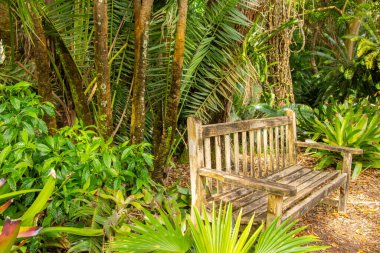 Ormandaki banklı tropikal bahçe