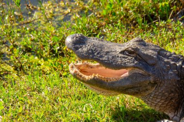 Amerika Birleşik Devletleri, Florida 'daki Everglades' teki doğal ortamında çok güzel bir timsah örneği.