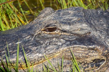 Amerika Birleşik Devletleri, Florida 'daki Everglades' teki doğal ortamında çok güzel bir timsah örneği.