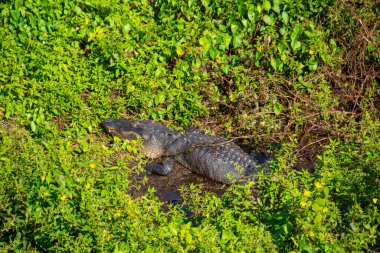 Amerika Birleşik Devletleri, Florida 'daki Everglades' teki doğal ortamında çok güzel bir timsah örneği.