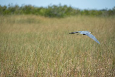 Florida, Amerika Birleşik Devletleri 'ndeki bir sulak alanda yaşayan harika bir Mavi Balıkçıl örneği.