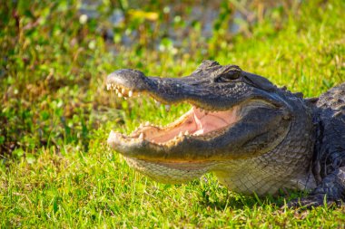 Amerika Birleşik Devletleri, Florida 'daki Everglades' teki doğal ortamında çok güzel bir timsah örneği.
