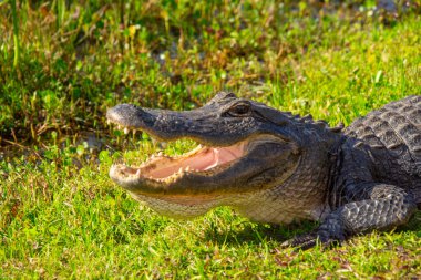 Amerika Birleşik Devletleri, Florida 'daki Everglades' teki doğal ortamında çok güzel bir timsah örneği.