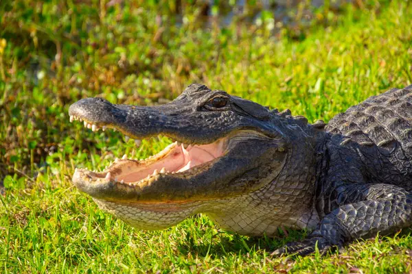 Amerika Birleşik Devletleri, Florida 'daki Everglades' teki doğal ortamında çok güzel bir timsah örneği.