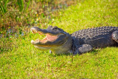 Amerika Birleşik Devletleri, Florida 'daki Everglades' teki doğal ortamında çok güzel bir timsah örneği.