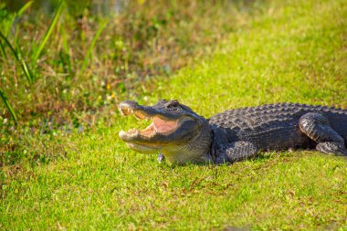 Amerika Birleşik Devletleri, Florida 'daki Everglades' teki doğal ortamında çok güzel bir timsah örneği.
