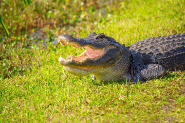 Amerika Birleşik Devletleri, Florida 'daki Everglades' teki doğal ortamında çok güzel bir timsah örneği.